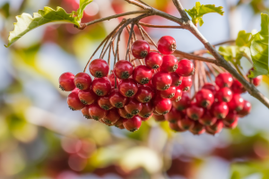 Aubépine Fruit Toxique : Tout Savoir sur les Dangers