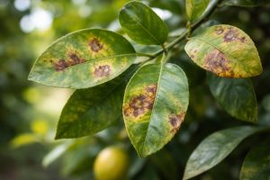 Maladie du Citronnier Photos : Comment les Identifier ?