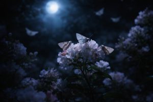 Noctuelles : D&rsquo;où Viennent-elles et Comment les Éliminer ?