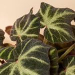 Fleur de cire : conseils pour l&rsquo;entretien et secrets d&rsquo;une floraison spectaculaire