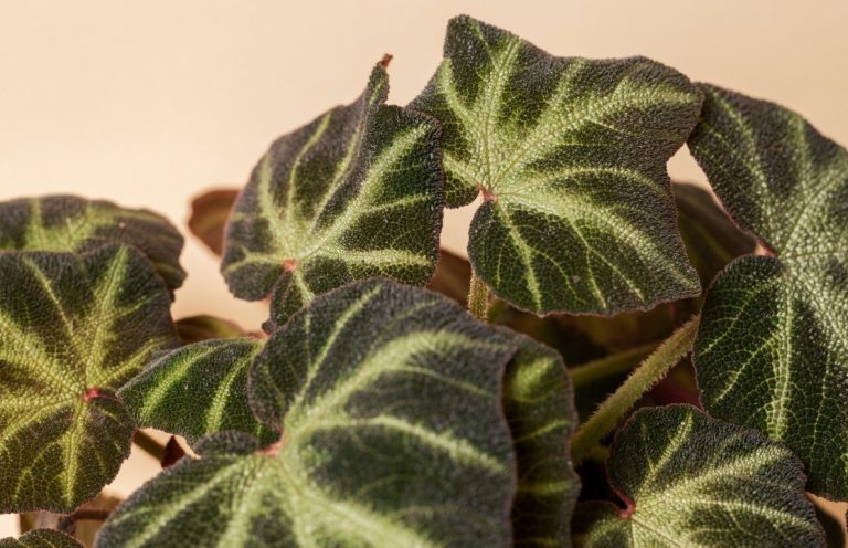 Fleur de cire : conseils pour l'entretien et secrets d'une floraison spectaculaire